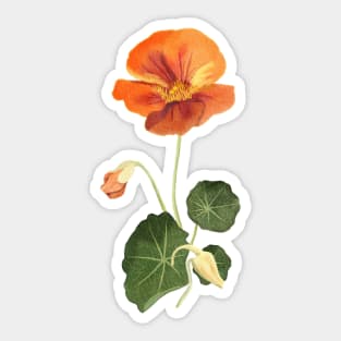 Watercolor Nasturtium Flower Sticker